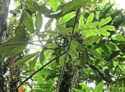 Cnestis glabra . liane mafatembois . liane boeuf. connaraceae.indigèneRéunion.P1760709-1