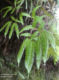 Dicranopteris linearis;fougère fourchue .gleicheniaceae.indigène Réunion P1760476