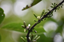 Geniostoma borbonicum - Bois de piment - LOGANIACEAE - Endémique Réunion, Maurice - MAB_7070