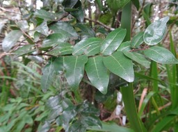 Grangeria borbonica - Bois de punaise - CHRYSOBALANACEAE - Endémique Réunion, Maurice - DSC00926