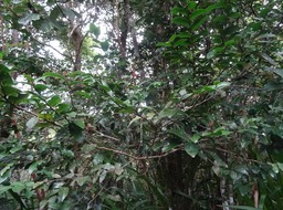 Grangeria borbonica - Bois de punaise - CHRYSOBALANACEAE - Endémique Réunion, Maurice - DSC00924