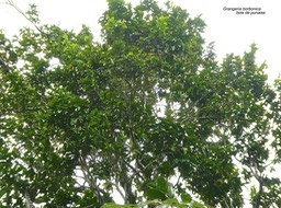 Grangeria borbonica .bois de punaise.chrysobalanaceae. endémique Réunion Maurice .P1760624