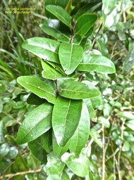 Grangeria borbonica .bois de punaise.chrysobalanaceae.endémique Réunion Maurice P1760620
