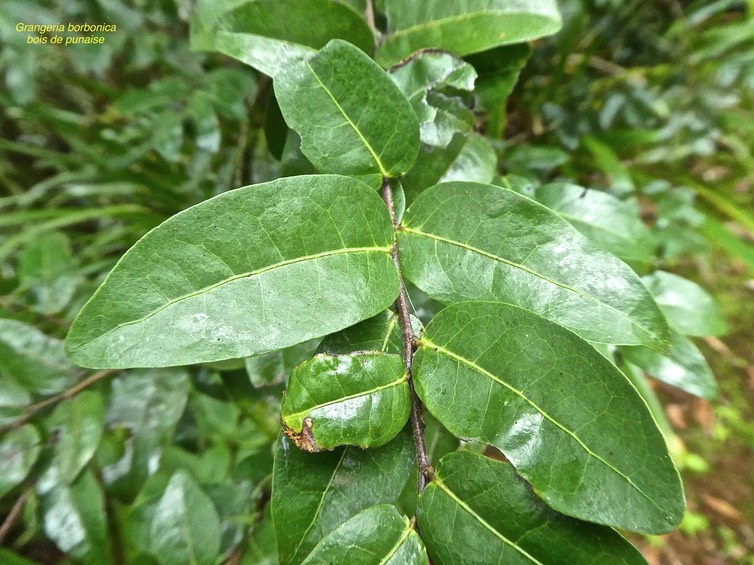 Grangeria borbonica.bois de punaise. chrysobalanaceae. endémique Réunion Maurice.P1760617