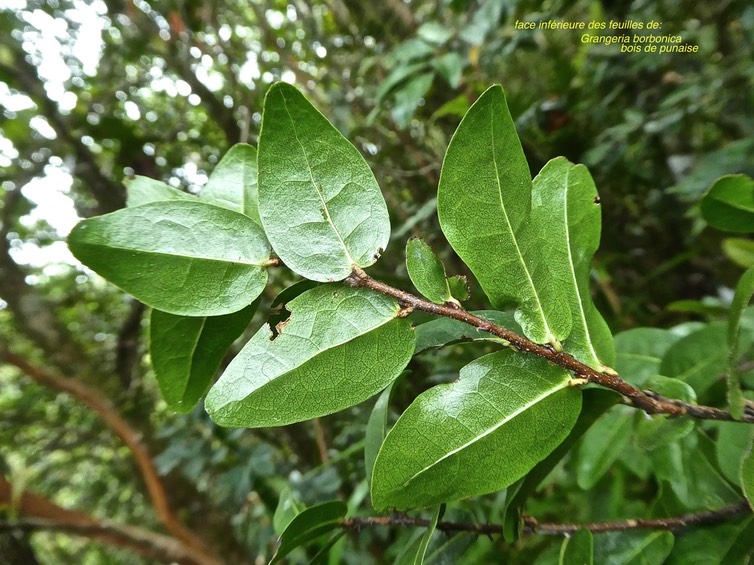 Grangeria borrbonica .bois de punaise .face inférieure des feuilles .chrysobalanaceae.endémique Réunion Maurice.P1760618