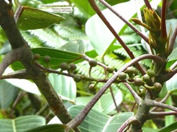 Hancea integrifolia. bois de perroquet. inflorescence mâle en boutons. euphorbiaceae.endémique Réunion Maurice P1760509