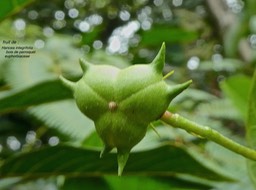 Hancea integrifolia .bois de perroquet (fruit) .euphorbiaceae.endémique Réunion Maurice.P1760513