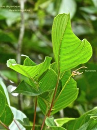 Hancea integrifolia .bois de perroquet.euphorbiaceae.endémique Réunion Maurice P1760518