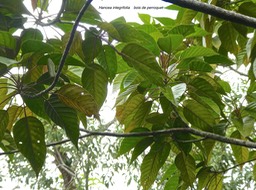 Hancea integrifolia.bois de perroquet.euphorbiaceae.endémique Réunion Maurice.P1760521