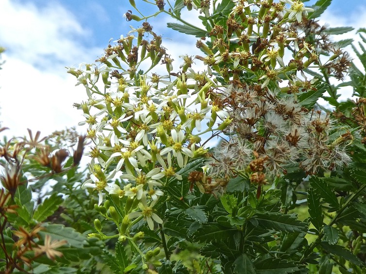 Hubertia ambavilla .ambaville verte.asteraceae.endémique Réunion .P1760502