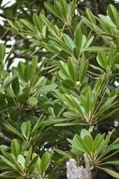 Labourdonnaisia calophylloides - SAPOTACEAE - Endémique Réunion - MAB_7058