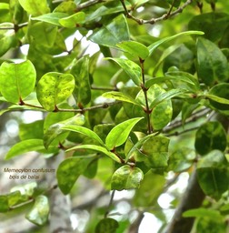 Memecylon confusum. bois de balai. melastomataceae. endémique Réunion P1760680