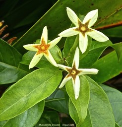Mussaenda arcuata. lingue café.rubiaceae.indigène Réunion.P1760532
