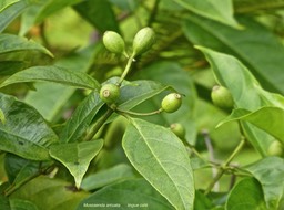 Mussaenda arcuata.lingue café.rubiaceae.indigène Réunion P1760530