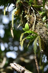 Oberonia disticha - EPIDENDROIDEAE - Indigène Réunion - MAB_7046