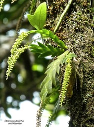 Oberonia disticha.orchidaceae.indigène Réunion .P1760568