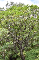 Polyscias repanda - Bois de papaye - ARALIACEAE - Endémique Réunion - MAB_7030