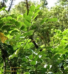 Polyscias repanda. bois de papaye . araliaceae.endémique Réunion .P1760457