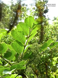 Polyscias repanda.bois de papaye.araliaceae.endémique Réunion.P1760458
