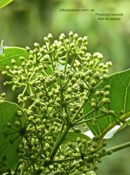 Polyscias repanda.bois de papaye.(détail d'une inforescence ) arialaceae.endémique Réunion .P1760461