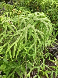 Sticherus flagellaris .fougère mille pattes.gleicheniaceae.indigène Réunion.P1760490