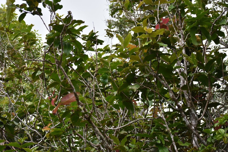 SYZYGIUM cordemoyi - Bois de pomme à grandes feuilles - MYRTACEAE - Endémique Réunion - 