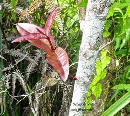 Syzygium cordemoyi .bois de pomme (jeune pousse )endémique Réunion .;myrtaceae .P1760467