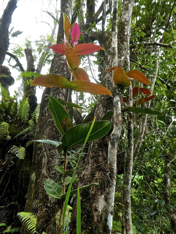 Syzygium cordemoyi. bois de pomme.myrtaceae .endémique Réunion.P1760601