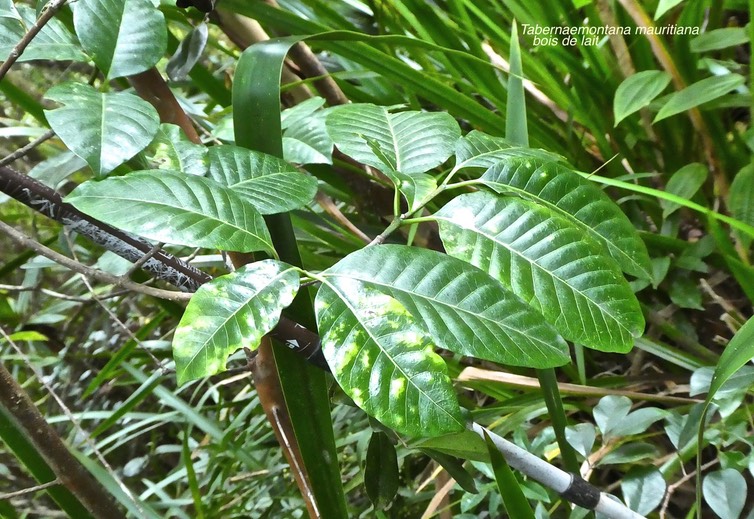 Tabernaemontana mauritiana .bois de lait. apocynaceae.endémique Réunion Maurice. P1760593