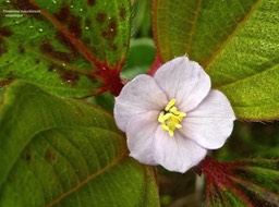 Tristemma mauritianum.voatouque .melastomataceae. indigène Réunion.P1760375
