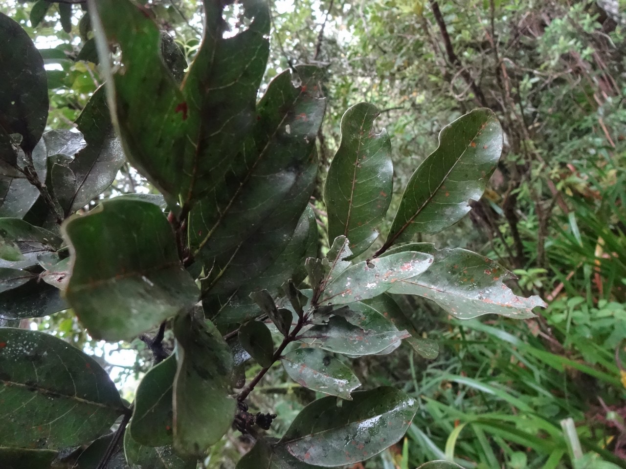 19 3  Molinea alternifolia Tan georges Sapindacee DSC00144