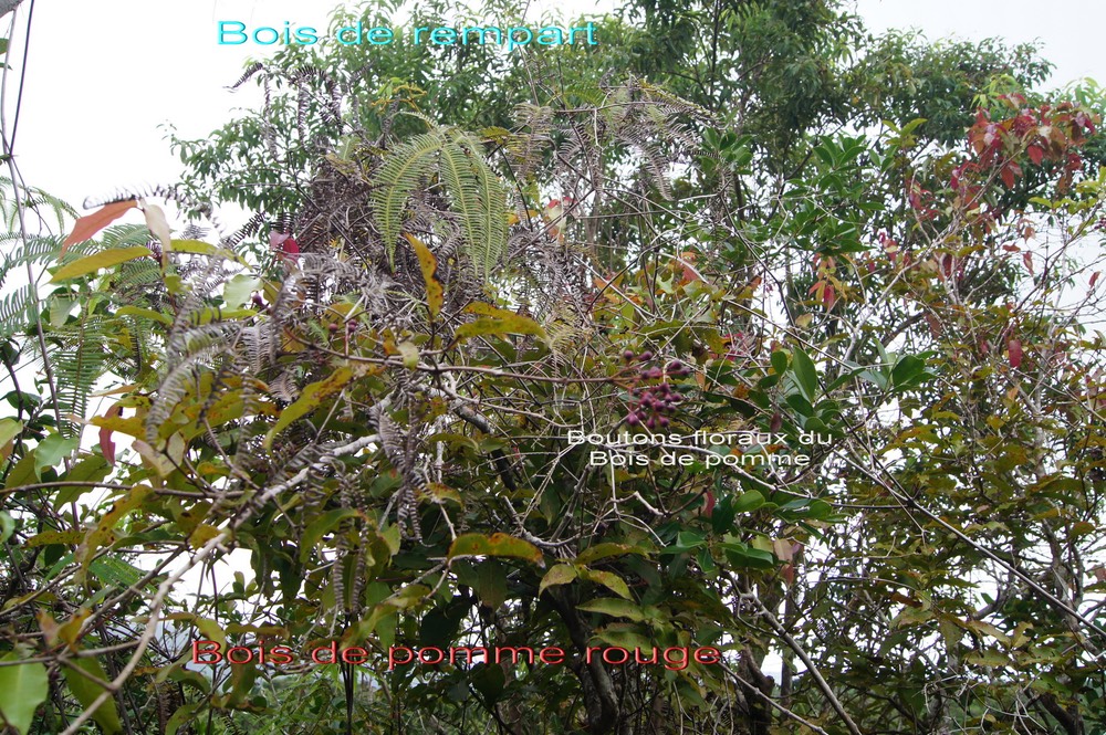 Agarista salicifolia et Syzygium cymosum