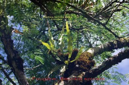 Belvisia spicata- Polypodiacée - I