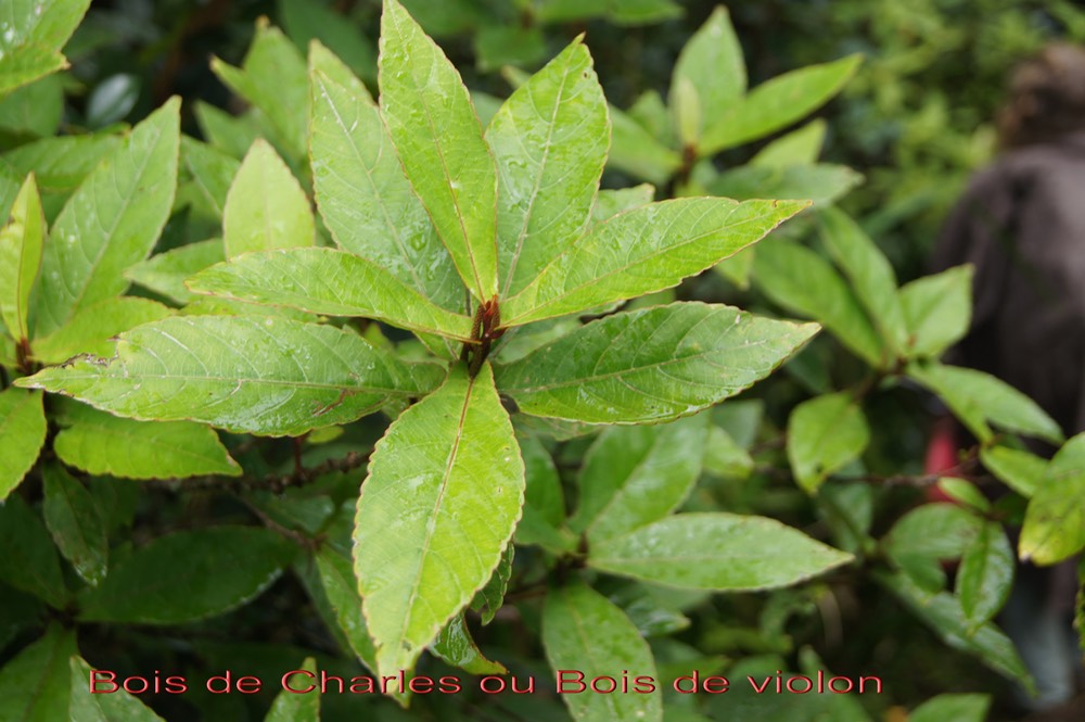 Bois de Charles ou Bois de violon - Acalypha integrifolia - Euphorbiacée - B