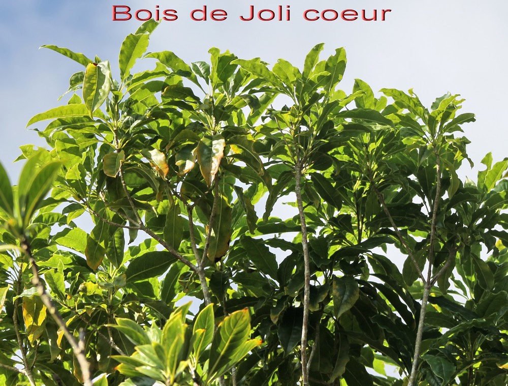 Bois de joli coeur - Pittosporum senacia - Pittosporacée - I