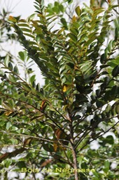 Bois de Négresse - Phyllanthus phyllireifolius - Phyllanthacée - Masc