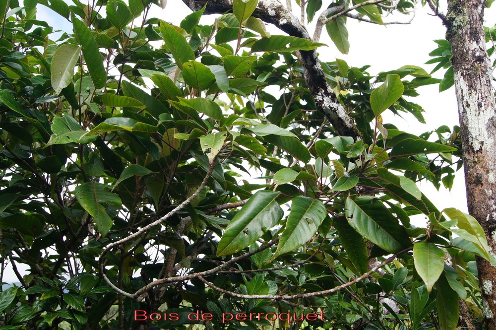 Bois de perroquet - Cordemoya integrifolia - Euphorbiacée - I
