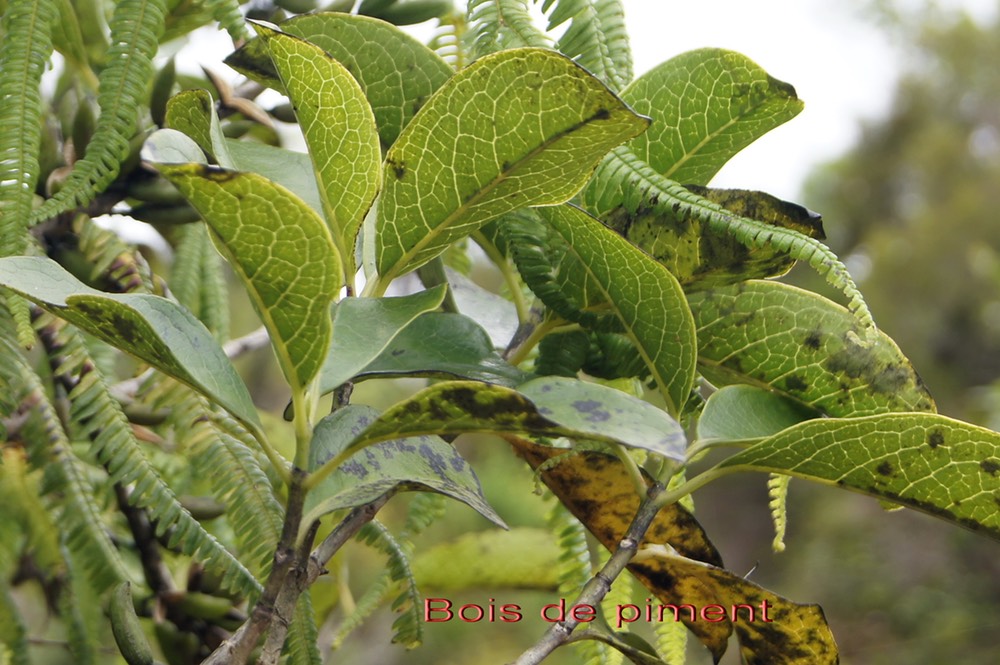 Bois de piment - Geniostoma borbonicum