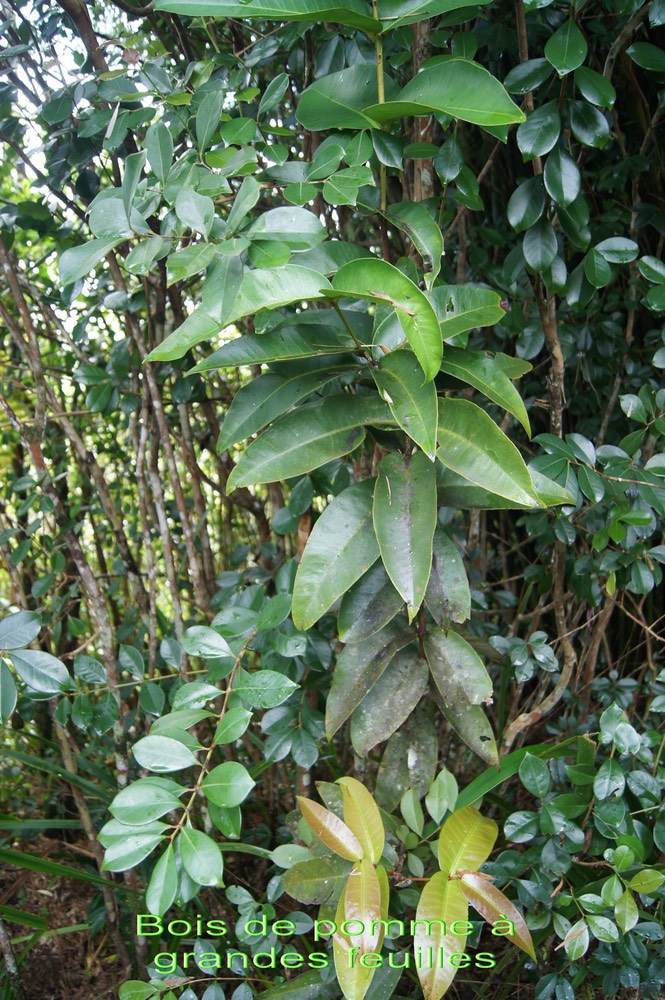 Bois de pomme à grandes feuilles - Syzygium cordemoyi - Myrtacée - B