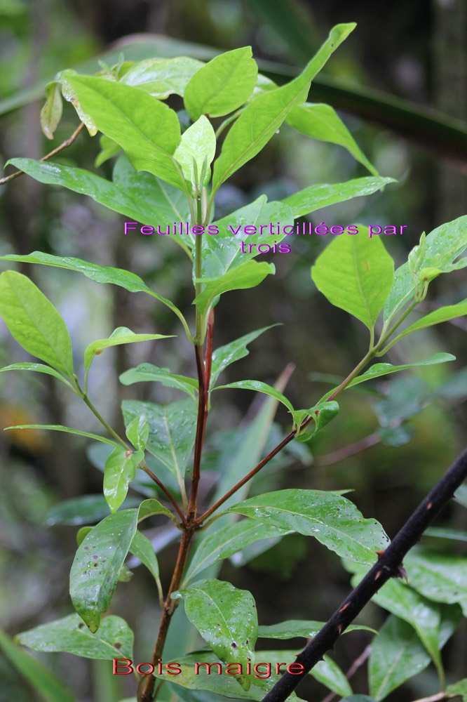 Bois maigre - Nuxia verticillata - Stilbacée - Masc