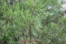 Branle filao - Erica arborescens - Ericacée - B