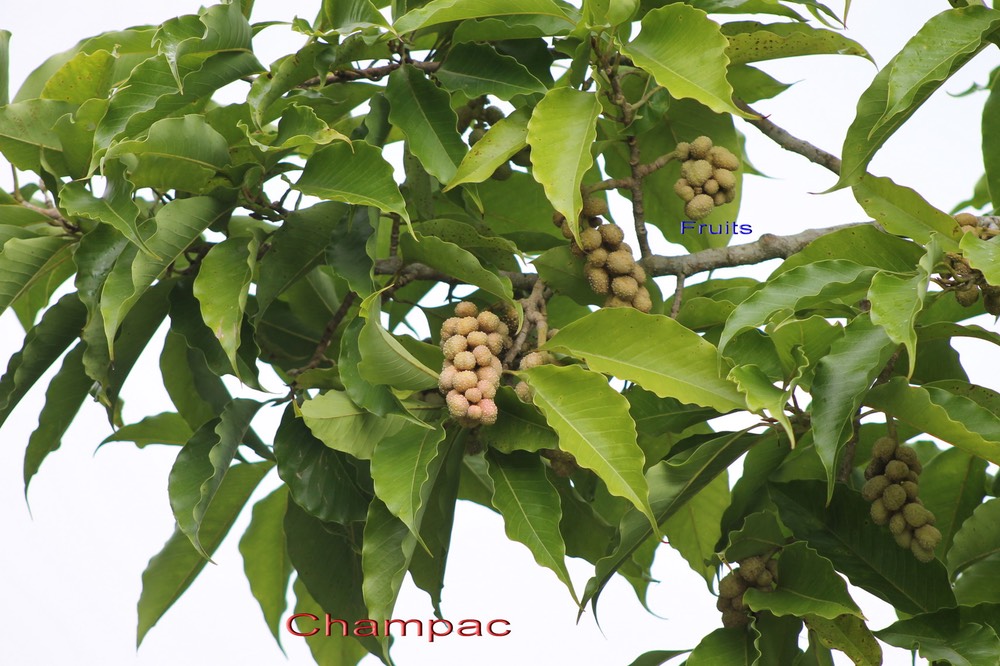 Champac- Michelia champaca - Magnoliacée- exo