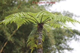 Fanjan mâle - Cyathea borbonica - Cyatheacée - BM