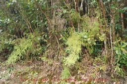 Fougère la mariée - Lycopodiella cernua