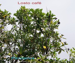 Losto café et Pandanus montanus