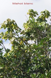 Mahot blanc - Dombeya ciliata - Malvacée - B