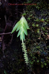 Oberonia disticha - Orchidacée - I