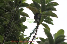 Oiseau lunette vert sur Bois de piment