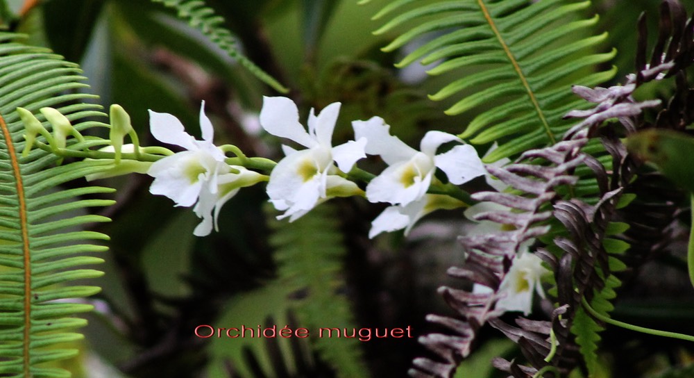 Orchidée muguet - Beclardia macrostachya - Orchidacée - I