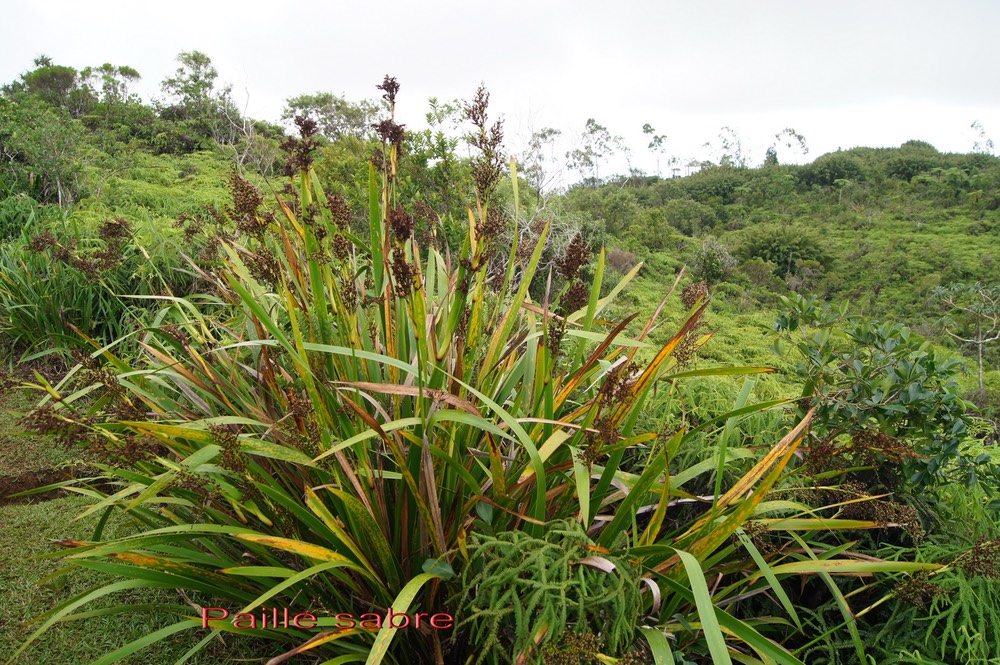 Paille sabre - Machaerina iridifolia - Cypéracée - I